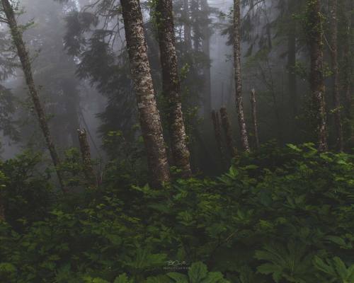 brandtcampbell: Thick woodland fog on the Oregon coast