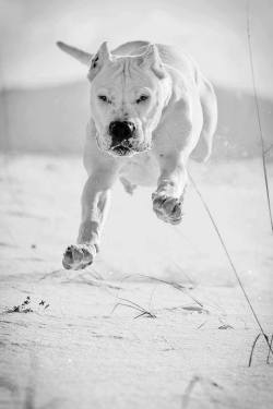 skojevski:  Dogo Argentino