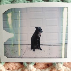 Ladies and gentleman, the first shot ever fired with my new polaroid 250 land camera. Model-  the incomparable Obi Won.