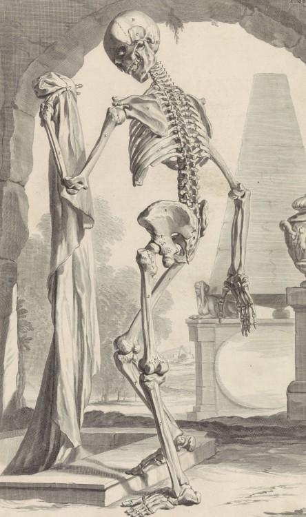 Anatomical Study of a Skeleton (1685 / Engraving &amp; etching) - Pieter van Gunst, after Gerard