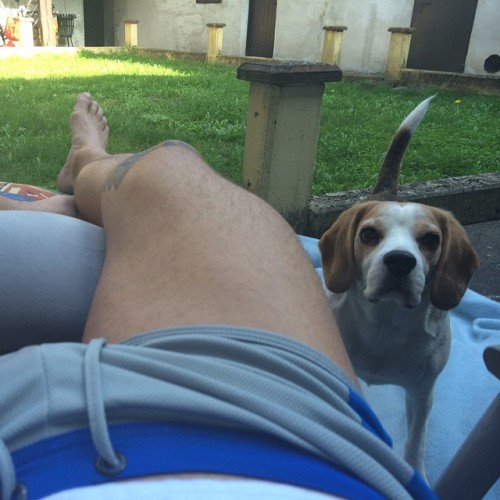 emeraldnightmare2: #cookies please #lazy #beagle #tattoo #workout #nopump #gayfamily #gay