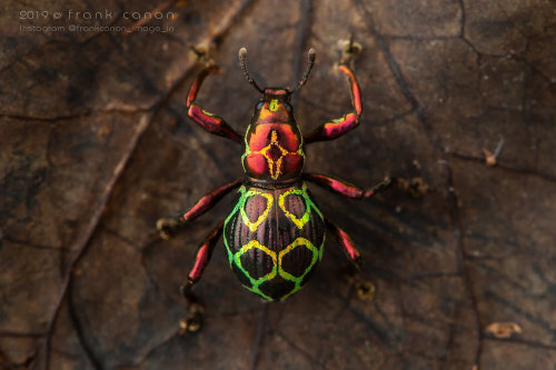 jumpingjacktrash: onenicebugperday:Pachyrhynchus Weevils, Southeast Asian IslandsPhotos by Frank Can