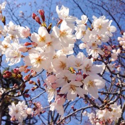 instagram:  Capturing the Cherry Blossom