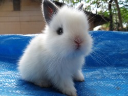 whatfandomisitanyway:  johnscowlick:  bonbonbunny:  but you really didn’t mind scrolling down all of that  BUNNIESSSS  i needed some baby bunnies, you’ll get some baby bunnies 