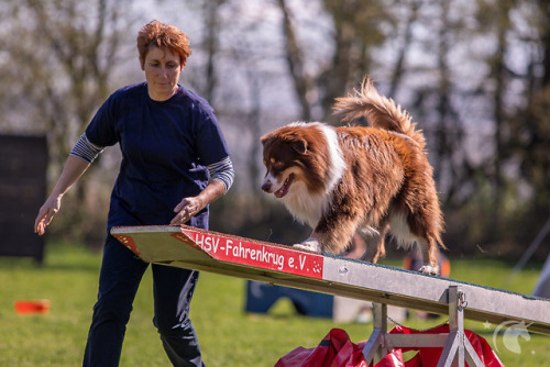 Agility Fotografie - wie alles in 2015 begannEin kleiner Rückblick auf meine ersten Agility Fotos… Eine Freundin hatte mich damals gefragt, ob ich sie und ihren Hund auf einem Agility Turnier fotografieren kann. Da Agility für mich was völlig neues...