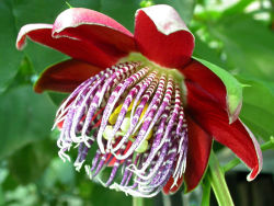 sixpenceee:  These flowers are known as Passiflora