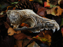severalwaystoskinacat:   Carved coyote skull