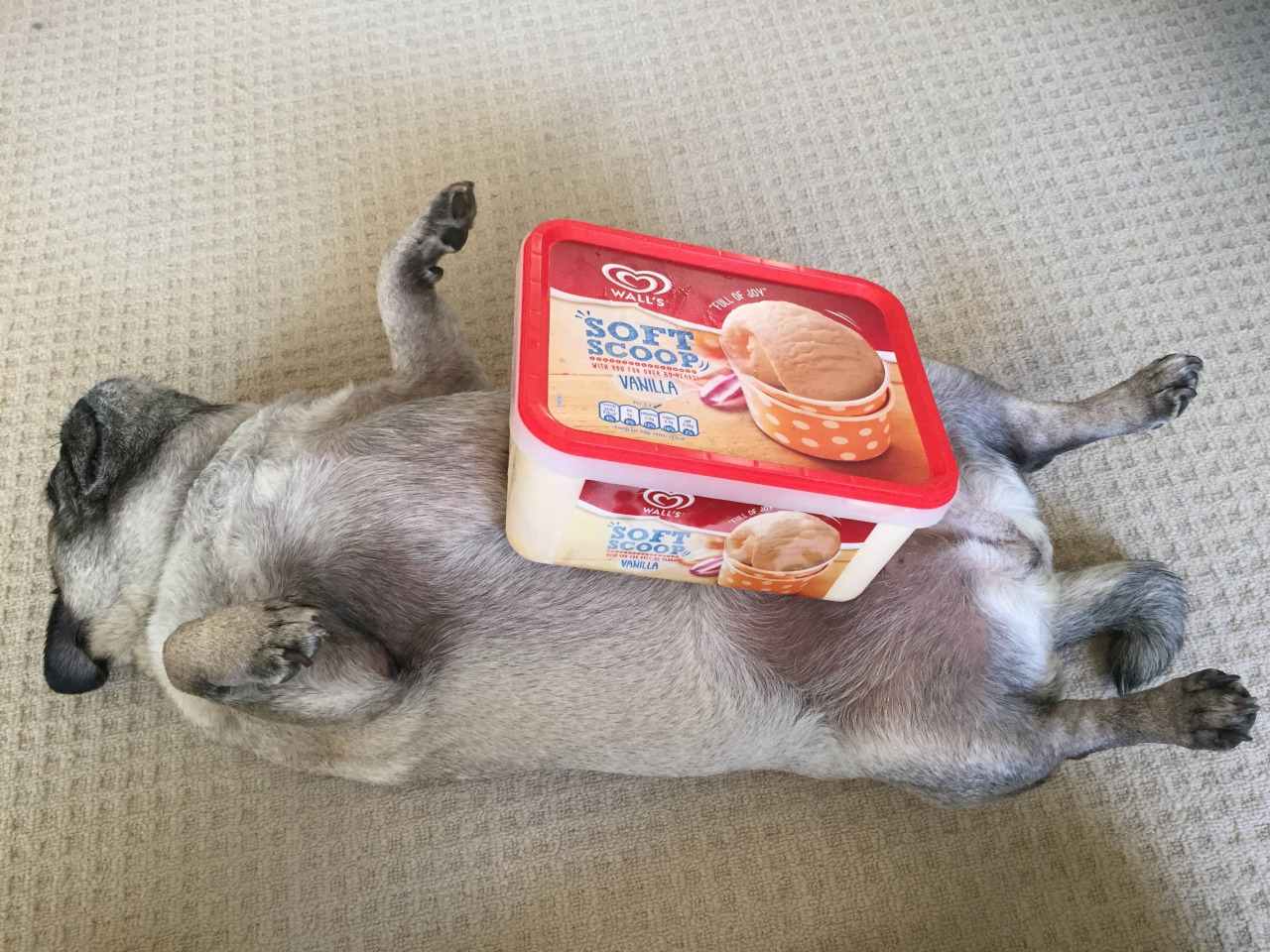 cuteanimalspics:  It’s 32C / 90F outside. Here’s how my pug stays cool…