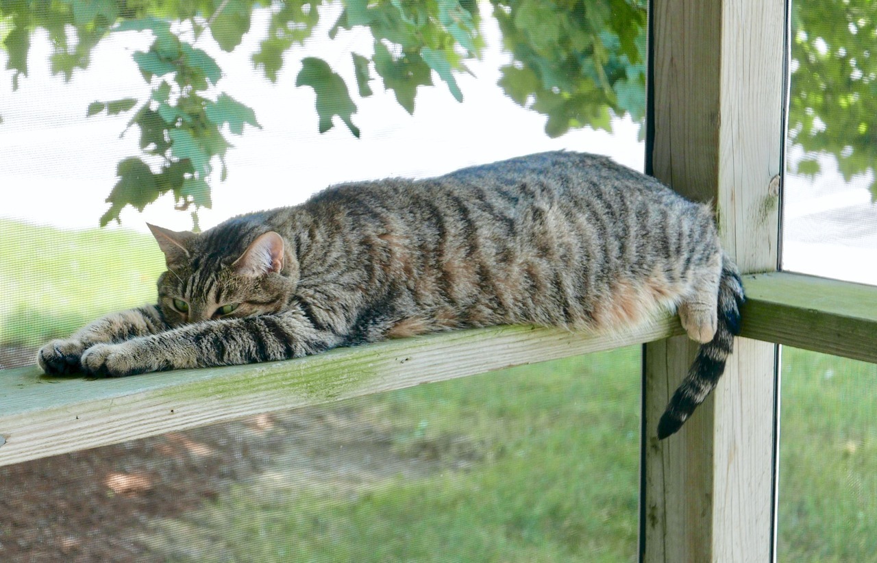 myheartleapt:  Mochi sunbathing and keeping an eye on the stalker photographer