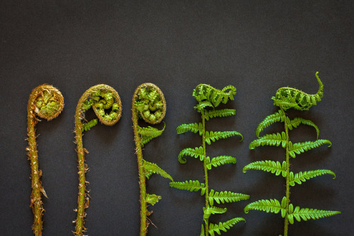 thingssheloves: five fern fronds unfurling. study on black. by penwren on Flickr.