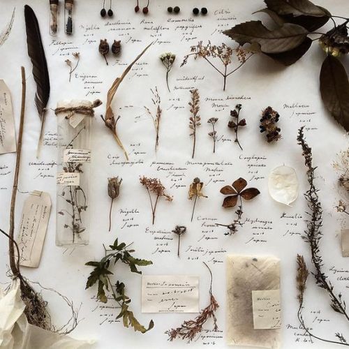 herborium