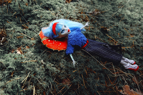 fly agaric