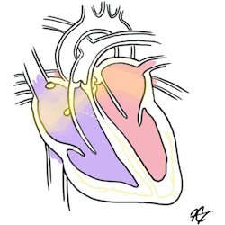 hippano:Here’s some cardio lecture crammed into a gif. &gt;_&gt; You see I DO STUDY!! I tried to match the gif’s frame rate timing to a real resting heartbeat, so if you’re sitting at a computer this might match you! The rate for this heart is