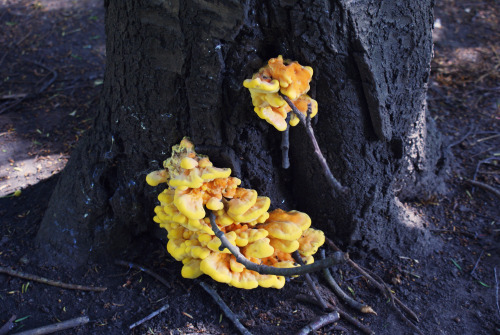 Laetiporus fungus – Cheltenham, Gloucestershire