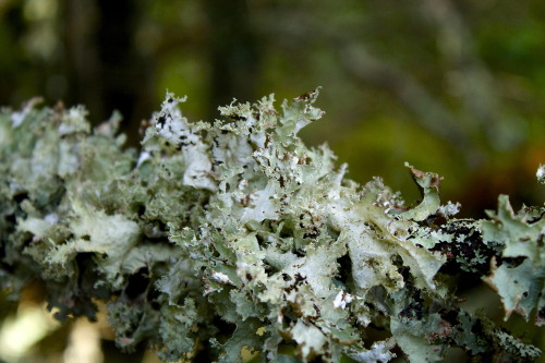 Platismatia glauca - Rag Lichen 