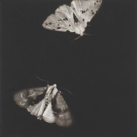 requiem-on-water:Alder and Ermine Moths by Sarah Gillespie