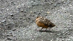 fabulips:American woodcock struttin’ and shakin’ his stuff with bonus rump shake loop.(x)