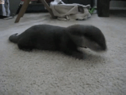 awwww-cute:  Otterly vicious attack