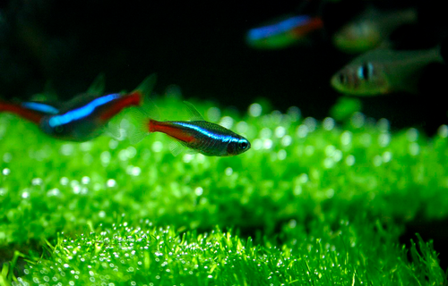 500 Neon Tetras  Most Beautiful Neon Tetra Aquarium 