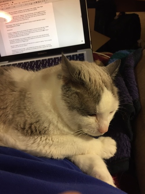 chocolatequeennk: Smokey Sunday: Nine times Smokey thought there was a lap for her, and one time the