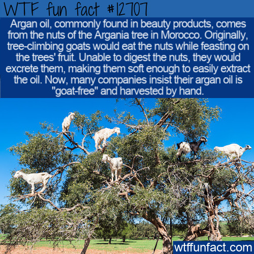 wtf-fun-factss: Your pricey argan oil may have started off in a goat’s belly. Click to read th