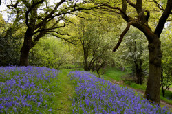 allthingseurope:  Shropshire, UK (by Seventh