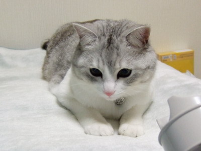 torukou:torukou: (=^‥^=) Uni 