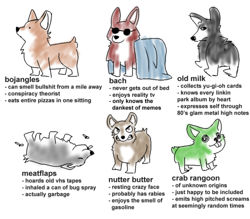 keenincisions:tag yourself as a corgi, i’m bojangles 