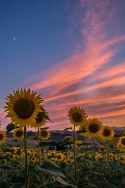 our-amazing-world:  Sunset and moonrise Amazing World beautiful amazing