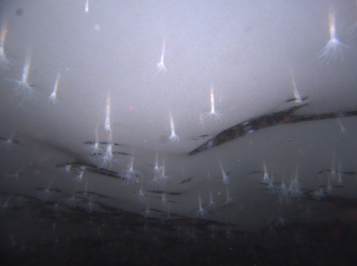 Antarctic anenomes - Ross ice shelf