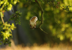 radivs:  Barn Owls [ 1 ][ 2 ][ 3 ] by Mike
