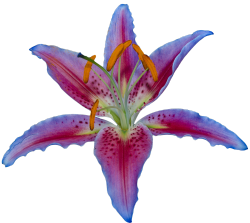 transparent-flowers:  Tiger Lily. (x).