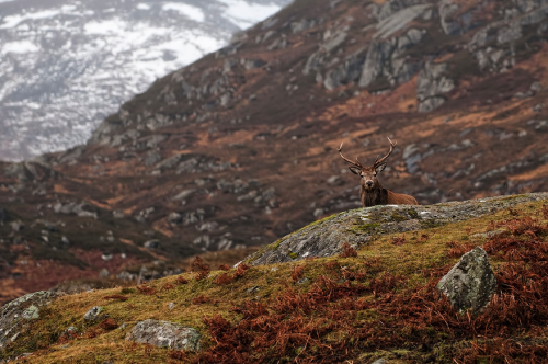 awkwardsituationist:  photos by margaret j walker of red deer stag in scotland’s cairngorms national park 