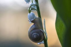 bowiesnippleantennae:  sweet-bitsy