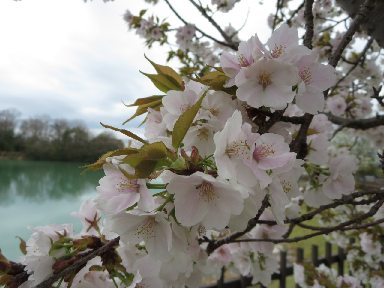 eisakux:  瀬田公園の桜。