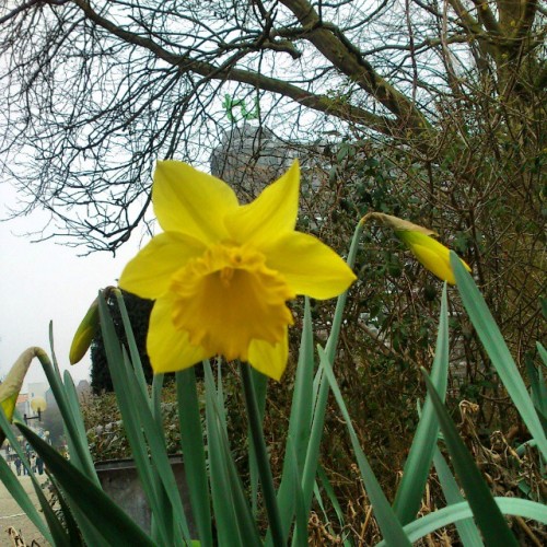 These Days Also The #daffodils Start To Blossom - Today's The Start Of #spring In #northernhemisphere