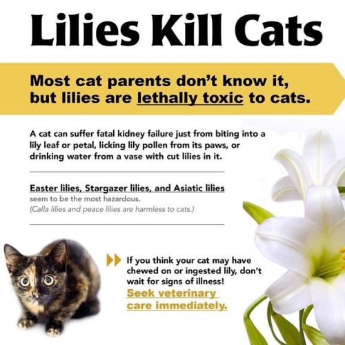 pawsathomepetsitting:Be careful with #lilies this #Easter #catsafety #cat #catsofinstagram