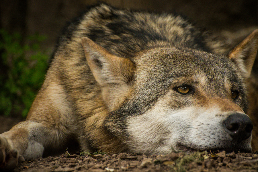 w-o-l-f&ndash;g-i-r-l:  The Wolf by   Constance Puttkemery 