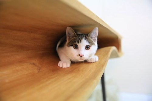 carudamon119:  あまん‏@buddhobhagavan香港の猫好きアーティストがデザインした、猫がテーブルの上に乗ってきにくくしつつ、近くに居れるという"CATable"