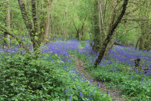 geopsych: rattystarlings: blue carpet I fall for those UK bluebell woods pictures every time.