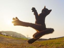 archiemcphee: Welcome to another fine and furry Caturday! Today we’re celebrating the athleticism of cats by enjoing the work of Japanese photographer Hisakata Hiroyuki, who takes such dynamic photos of cats leaping, twisting, lunging, and pouncing