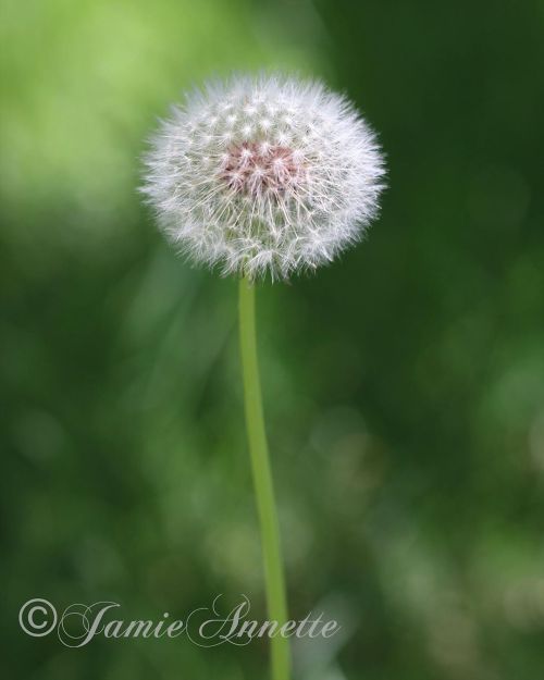 This is the exact picture I imagined capturing when I saw the most perfect dandelion in my yard yest