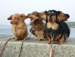 rcmclachlan:  airspaniel:  dontbearuiner:  deducecanoe:  WHAT DO EARS  MAJESTIC AS FUCK.  So maybe it’s the caffeine and sleep dep talking, but this is totally the line of Durin as weiner dogs.  THE DACHSHUNDS OF DURIN. 