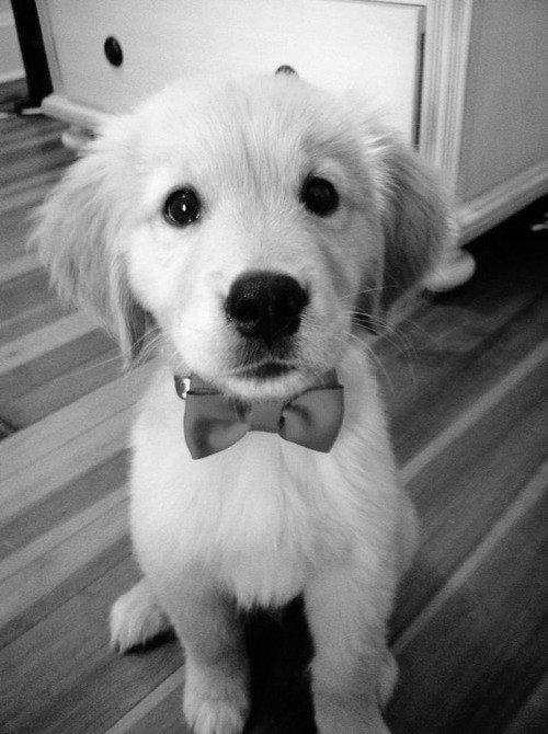 babyanimalposts:  Click for the cutest posts imaginable!  He is so dapper