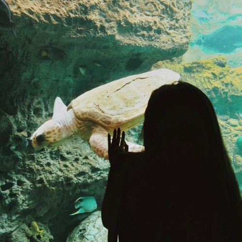 howcali.tumblr.com/post/117784858735/