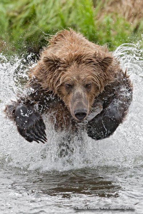 meownow:  Brown bear (Ursus arctos) 