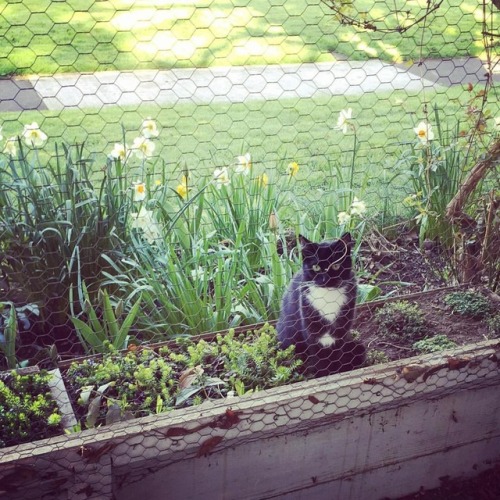 connie-awanderingsoul: #cat