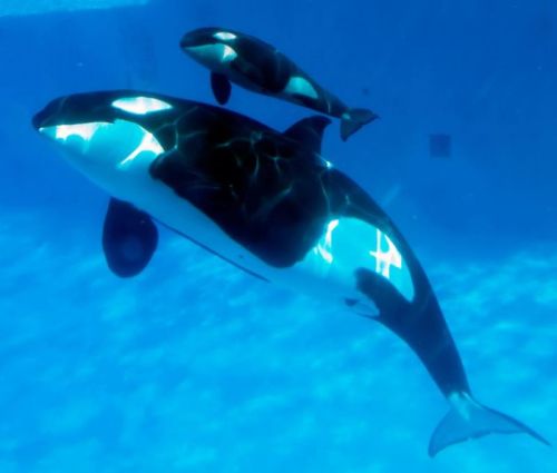 Gender: MalePod: N/APlace of Capture: Born at SeaWorld of CaliforniaDate of Capture: Born February 1