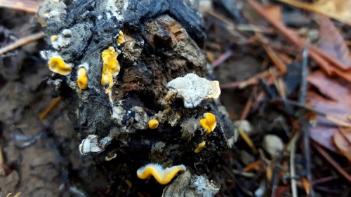bio-child:  Summary of the fungi found on today’s hike. Lots of slime molds and polypores! Soq