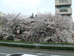 kvnai:    Sakura in full bloom, Kyoto by 